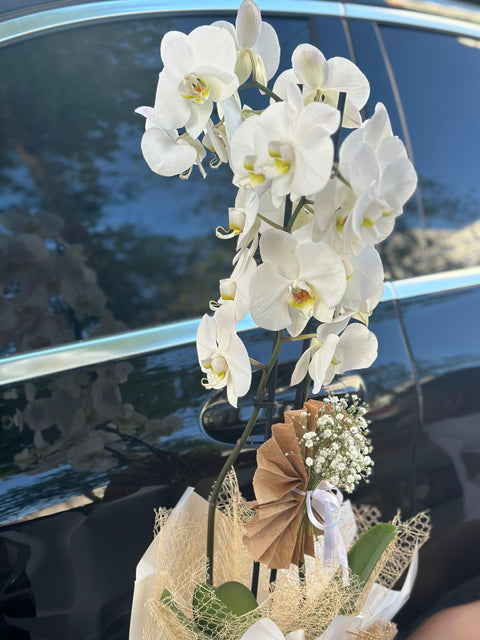 DOUBLE BRANCH WHITE ORCHID 🤍