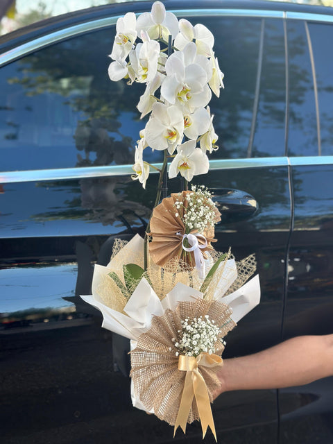 DOUBLE BRANCH WHITE ORCHID 🤍